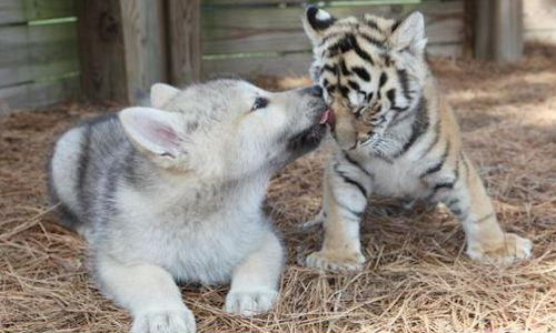 Дружба в мире животных Дружба в мире животных