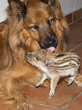 Дружба в мире животных Дружба в мире животных