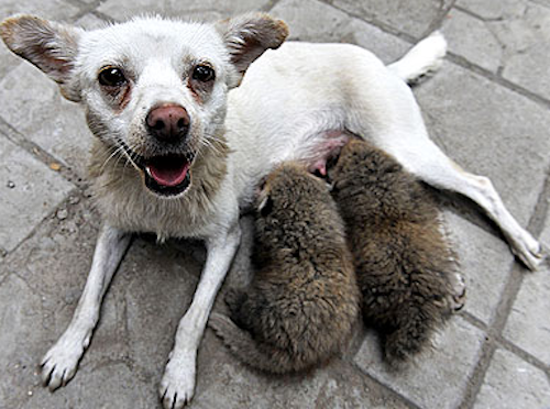 Дружба в мире животных Дружба в мире животных