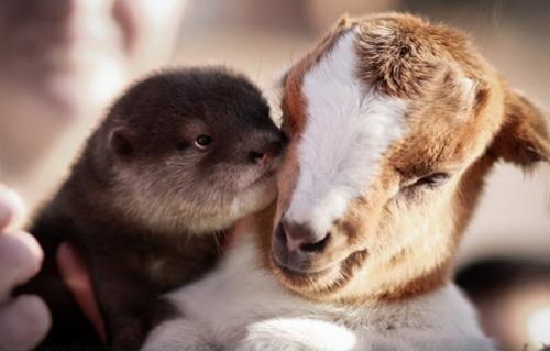 Дружба в мире животных Дружба в мире животных