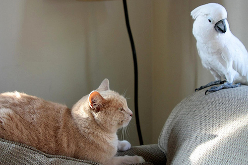 Дружба в мире животных Дружба в мире животных