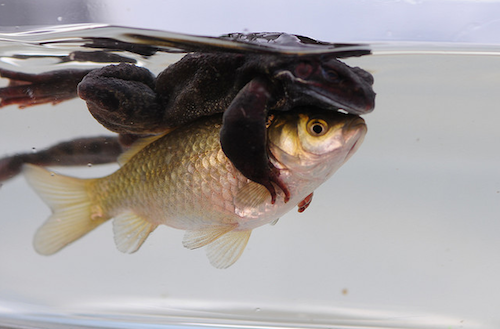 Дружба в мире животных Дружба в мире животных