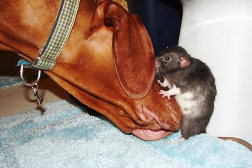 Дружба в мире животных Дружба в мире животных