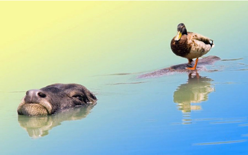 Дружба в мире животных Дружба в мире животных