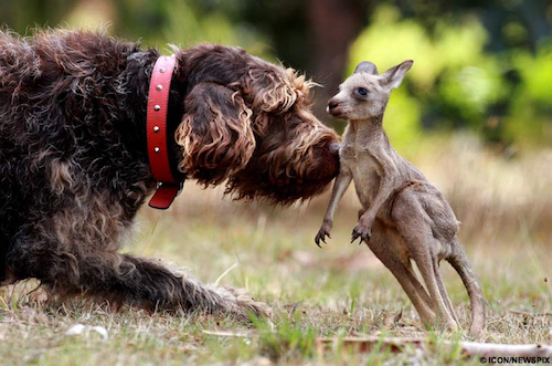 Дружба в мире животных Дружба в мире животных