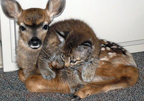 Дружба в мире животных Дружба в мире животных