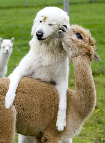 Дружба в мире животных Дружба в мире животных