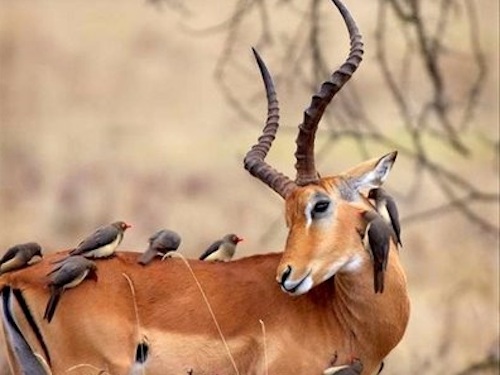 Дружба в мире животных Дружба в мире животных