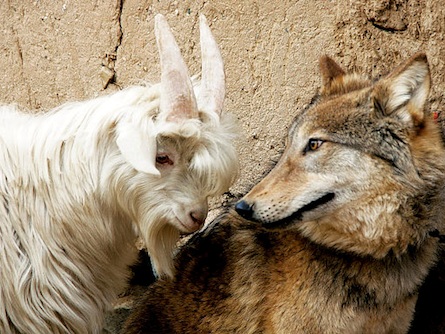 Дружба в мире животных Дружба в мире животных