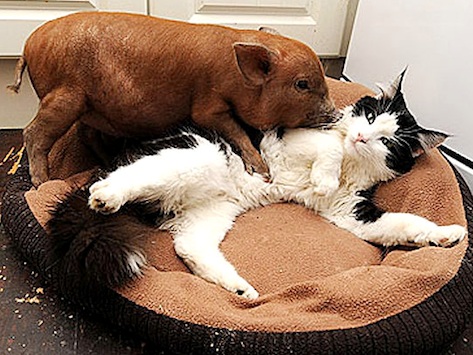 Дружба в мире животных Дружба в мире животных