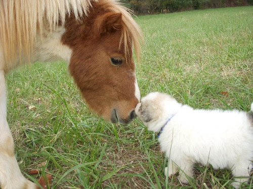 Дружба в мире животных Дружба в мире животных