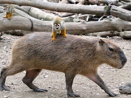 Дружба в мире животных Дружба в мире животных