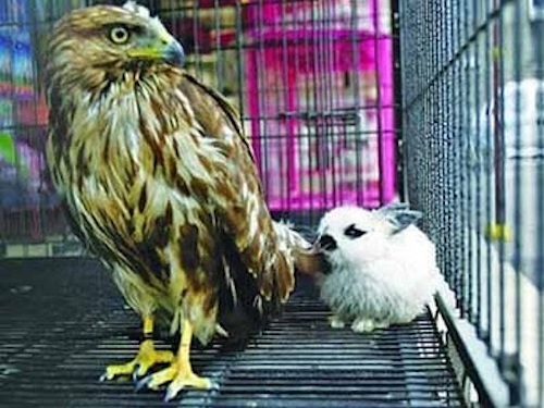 Дружба в мире животных Дружба в мире животных