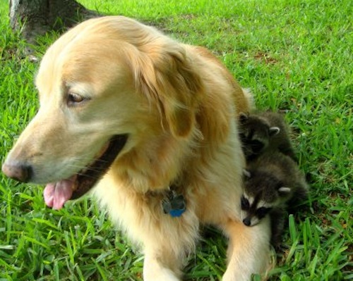 Дружба в мире животных Дружба в мире животных