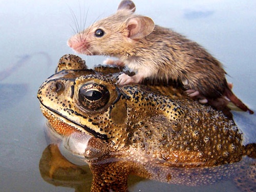 Дружба в мире животных Дружба в мире животных