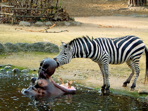 Дружба в мире животных Дружба в мире животных