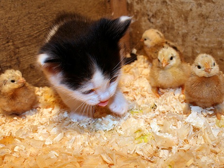 Дружба в мире животных Дружба в мире животных