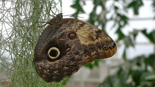Выставка бабочек в Великобритании