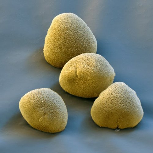 Частицы пыльцы в макросъемке