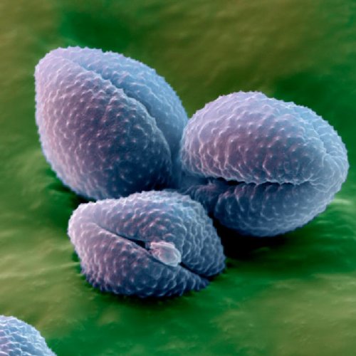 Частицы пыльцы в макросъемке