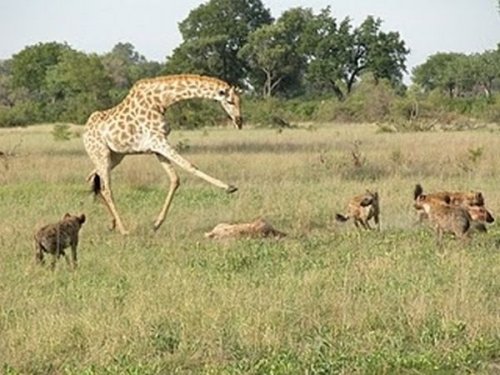 Боевые жирафы