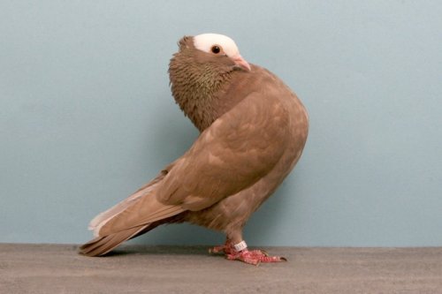 Выставка голубей Grand National