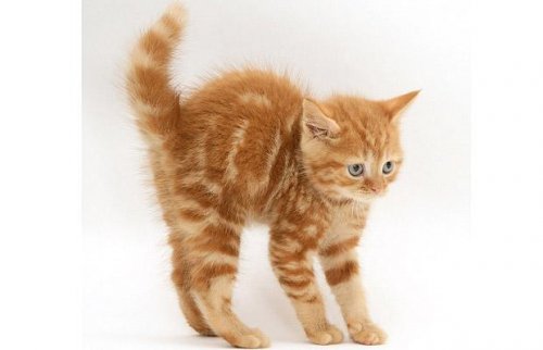 ���������� �������� �� Jane Burton