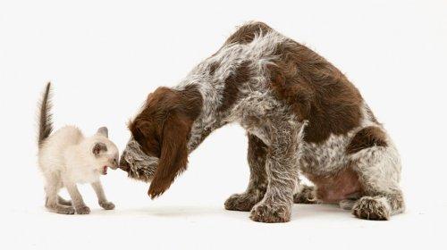 ���������� �������� �� Jane Burton