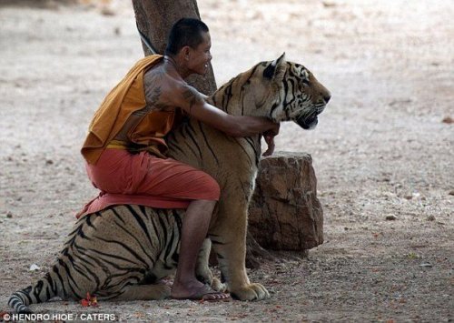 Необычная дружба монахов и тигров