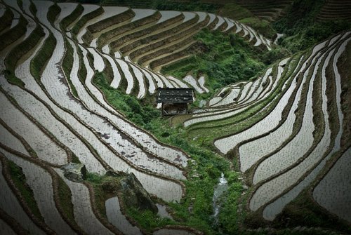 Удивительные рисовые террасы