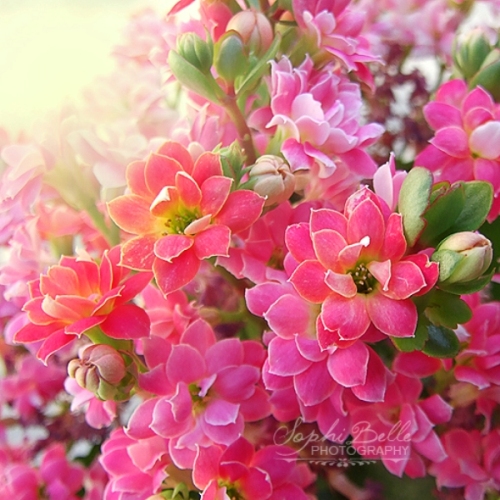 Мир в розовых тонах