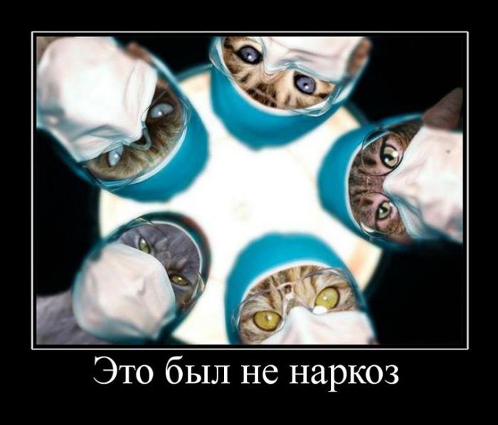 Поговорим о кошках40 Поговорим о кошках40