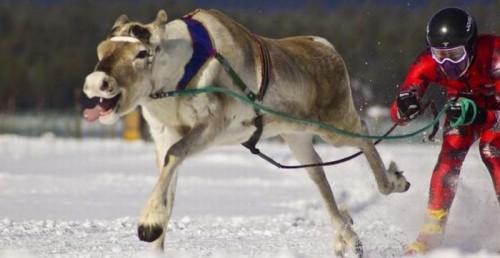 Животные-приколисты