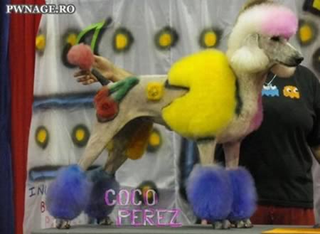 Прически для животных