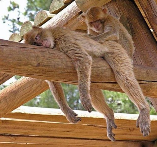 Забавные обезьянки