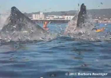 Женщина чудом не погибла от китов