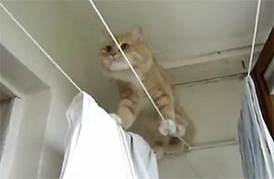 Котэ на бельевой верёвке