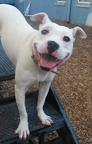 Смешные мордочки собак Смешные мордочки собак