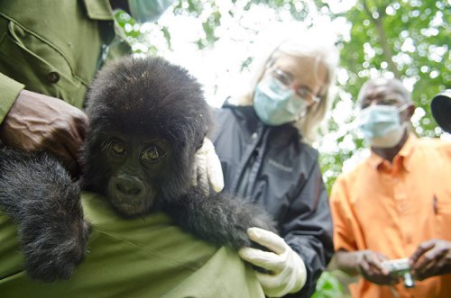 Спасение детеныша гориллы