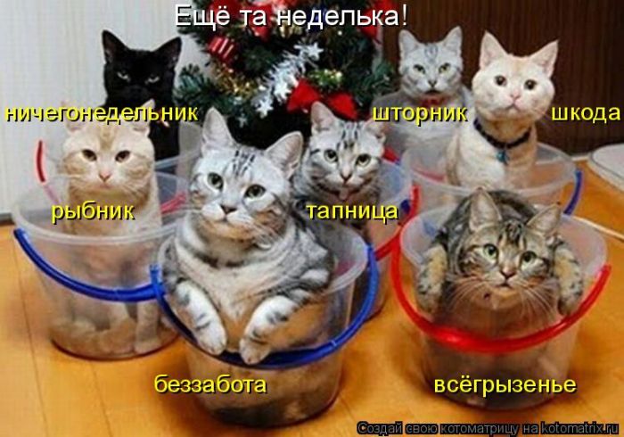 http://www.bugaga.ru/uploads/posts/2011-12/1323476546_kotomatrix-19.jpg