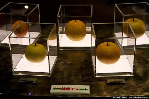 В японской префектуре Тоттори находится "Музей груш сорта ХХ века". 1324292770_7