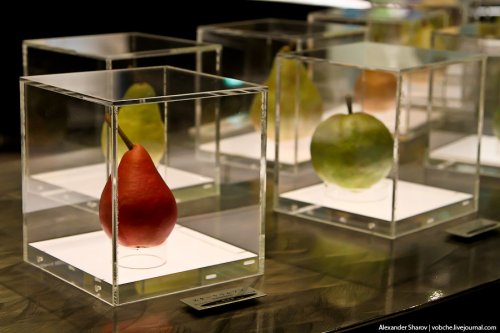 В японской префектуре Тоттори находится "Музей груш сорта ХХ века". 1324292794_1