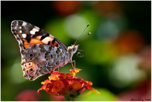 ��������� ��������������� ���������