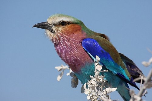 Невероятно красивые  птиц