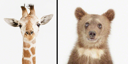 Портреты малышей животных