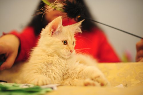 Выставка породистых кошек «Cat show Moldova 2011»
