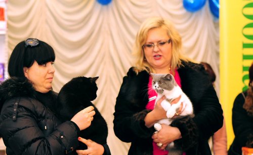 Выставка породистых кошек «Cat show Moldova 2011»