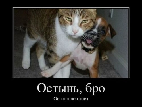 Веселые демотиваторы