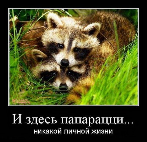 Веселые демотиваторы