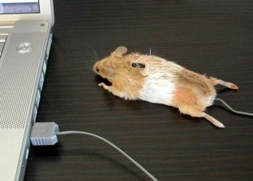 Креативные компьютерные мышки